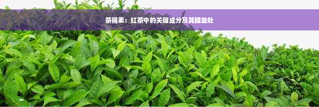 茶褐素：红茶中的关键成分及其健益处