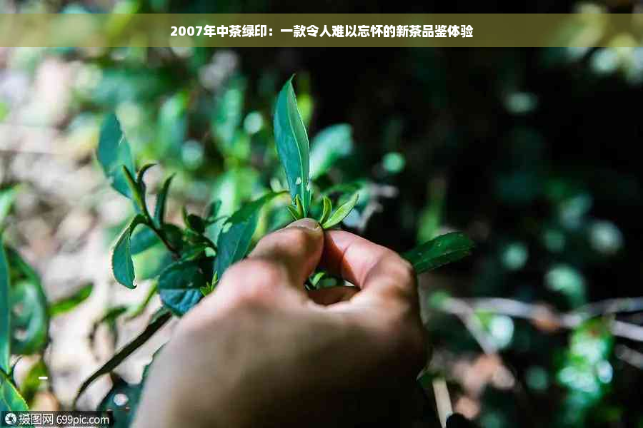 2007年中茶绿印：一款令人难以忘怀的新茶品鉴体验