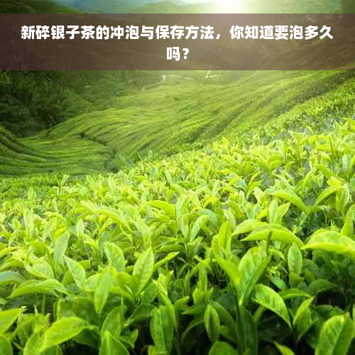 新碎银子茶的冲泡与保存方法，你知道要泡多久吗？