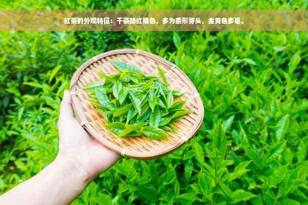 红茶的外观特征：干茶暗红褐色，多为条形芽头，金黄色多毫。