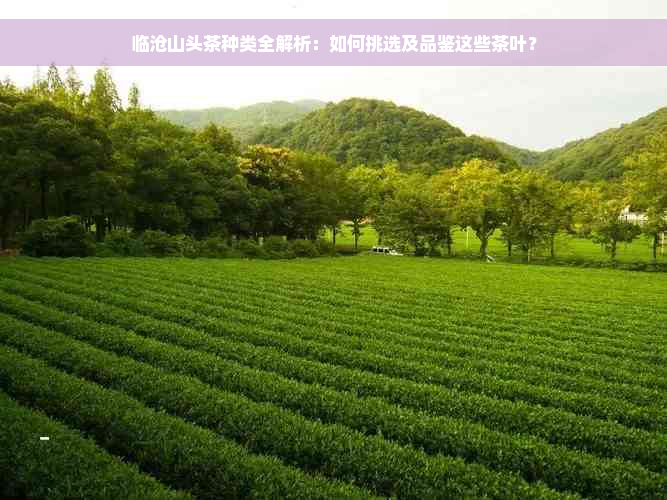 临沧山头茶种类全解析：如何挑选及品鉴这些茶叶？