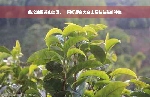 临沧地区茶山地图：一网打尽各大名山及特色茶叶种类