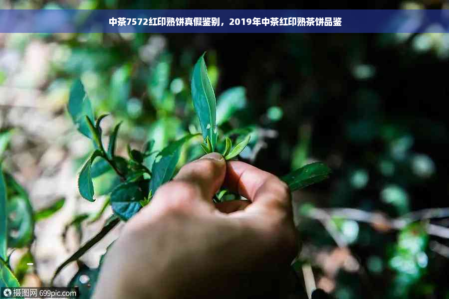 中茶7572红印熟饼真假鉴别，2019年中茶红印熟茶饼品鉴