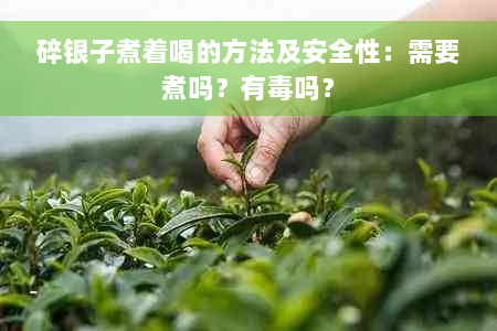 碎银子煮着喝的方法及安全性：需要煮吗？有毒吗？