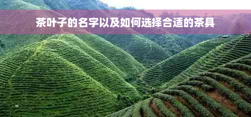 茶叶子的名字以及如何选择合适的茶具