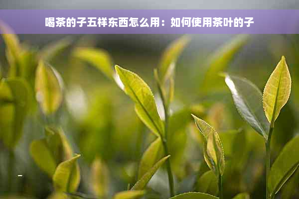 喝茶的子五样东西怎么用：如何使用茶叶的子