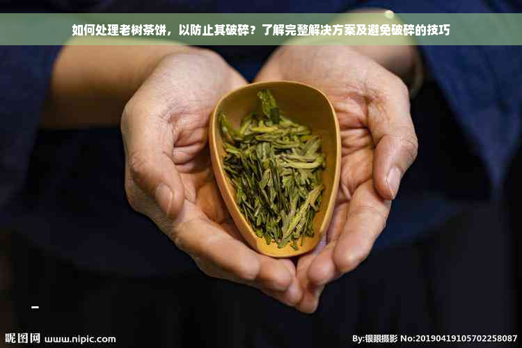 如何处理老树茶饼，以防止其破碎？了解完整解决方案及避免破碎的技巧