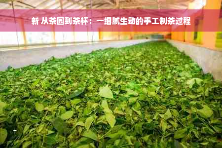 新 从茶园到茶杯：一细腻生动的手工制茶过程