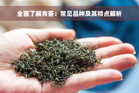 全面了解青茶：常见品种及其特点解析