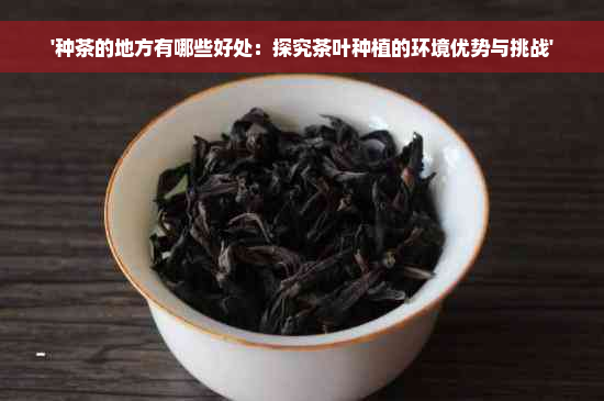 '种茶的地方有哪些好处：探究茶叶种植的环境优势与挑战'