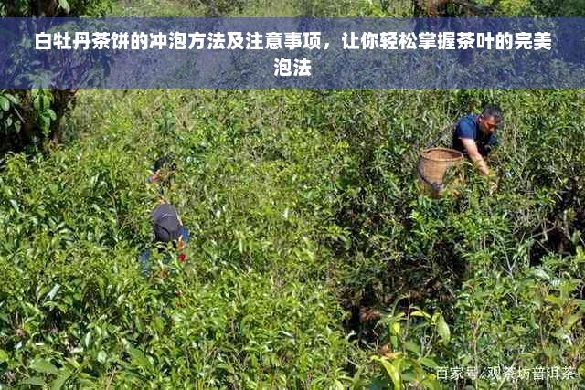 白牡丹茶饼的冲泡方法及注意事项，让你轻松掌握茶叶的完美泡法