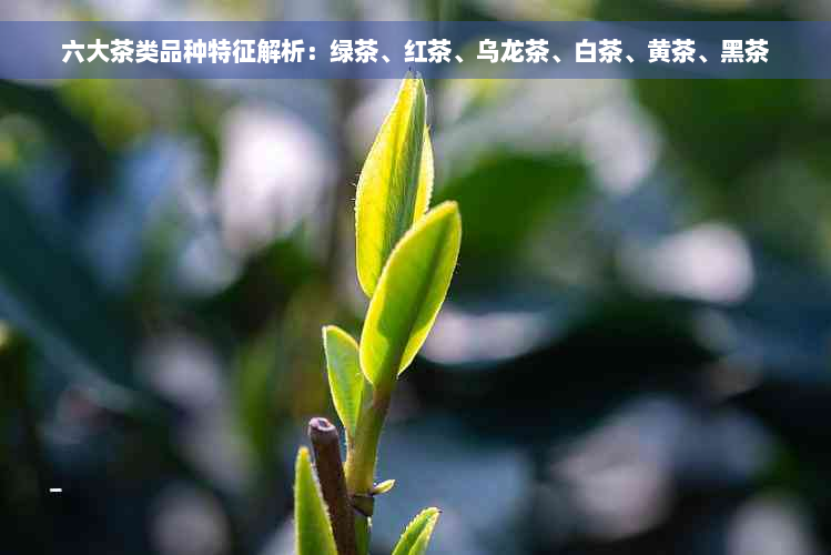 六大茶类品种特征解析：绿茶、红茶、乌龙茶、白茶、黄茶、黑茶