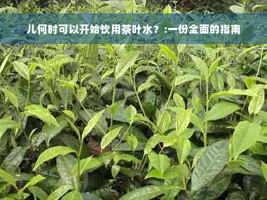 儿何时可以开始饮用茶叶水？:一份全面的指南