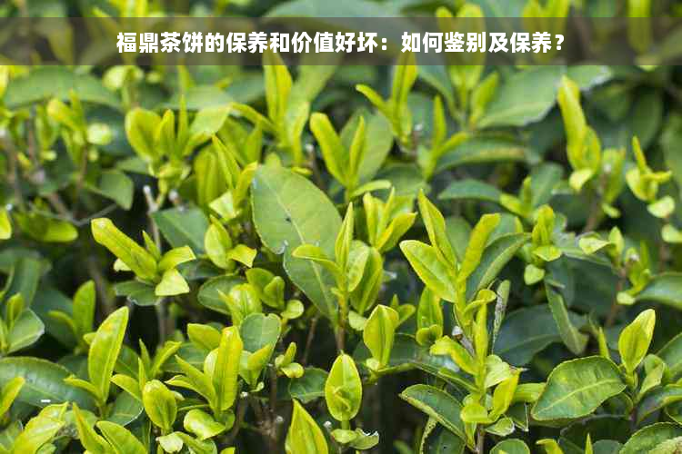 福鼎茶饼的保养和价值好坏：如何鉴别及保养？