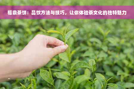 福鼎茶饼：品饮方法与技巧，让你体验茶文化的独特魅力