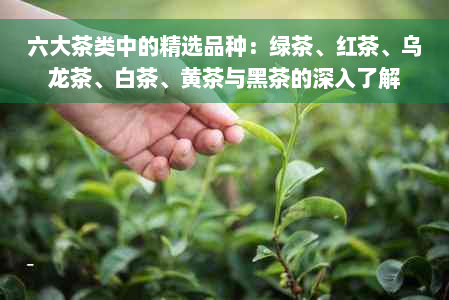 六大茶类中的精选品种：绿茶、红茶、乌龙茶、白茶、黄茶与黑茶的深入了解