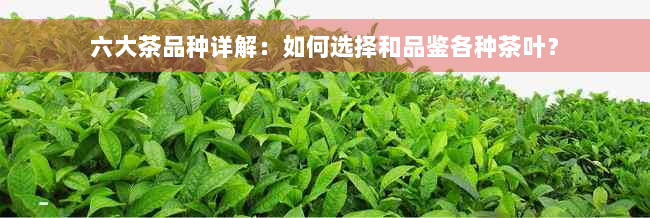 六大茶品种详解：如何选择和品鉴各种茶叶？