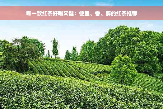 哪一款红茶好喝又健：便宜、香、醇的红茶推荐