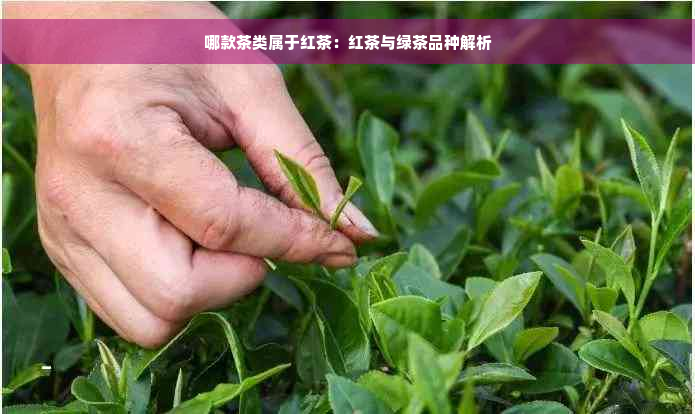 哪款茶类属于红茶：红茶与绿茶品种解析