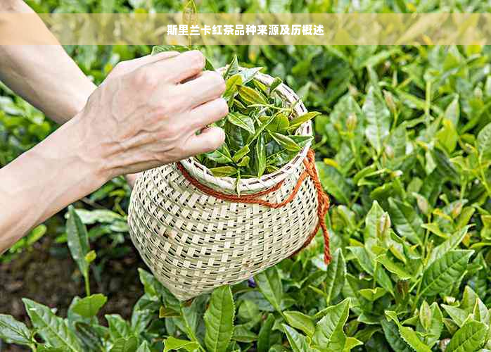 斯里兰卡红茶品种来源及历概述