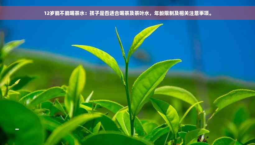 12岁能不能喝茶水：孩子是否适合喝茶及茶叶水，年龄限制及相关注意事项。