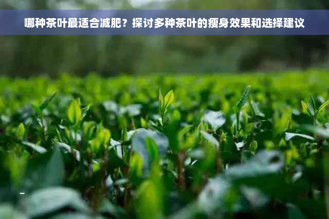 哪种茶叶最适合减肥？探讨多种茶叶的瘦身效果和选择建议