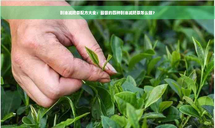 刮油减肥茶配方大全：最狠的四种刮油减肥茶怎么做？