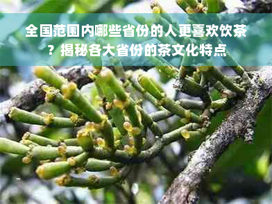 全国范围内哪些省份的人更喜欢饮茶？揭秘各大省份的茶文化特点