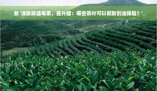 新 '清除肠道毒素，提升健：哪些茶叶可以帮助刮油降脂？'