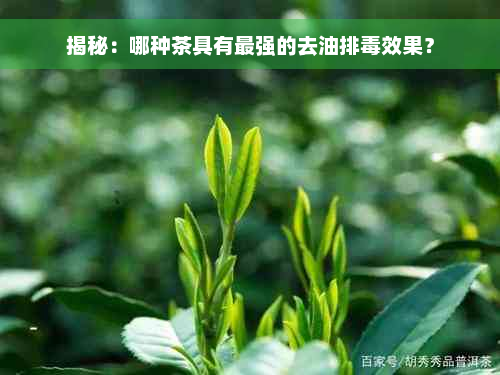 揭秘：哪种茶具有最强的去油排毒效果？