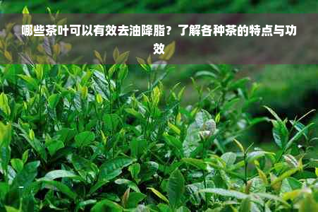 哪些茶叶可以有效去油降脂？了解各种茶的特点与功效