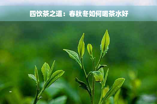 四饮茶之道：春秋冬如何喝茶水好