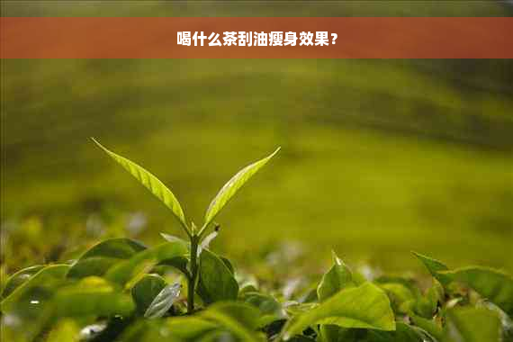 喝什么茶刮油瘦身效果？