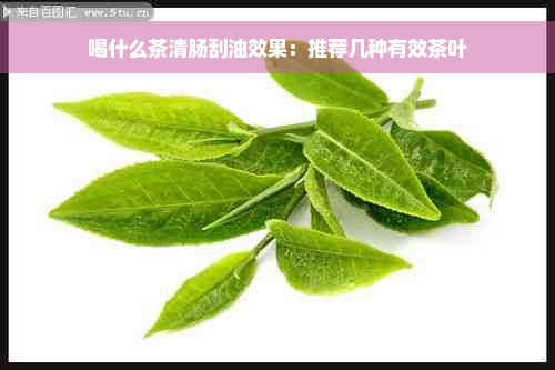 喝什么茶清肠刮油效果：推荐几种有效茶叶