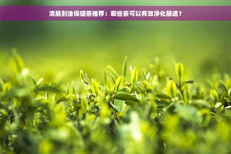 清肠刮油保健茶推荐：哪些茶可以有效净化肠道？