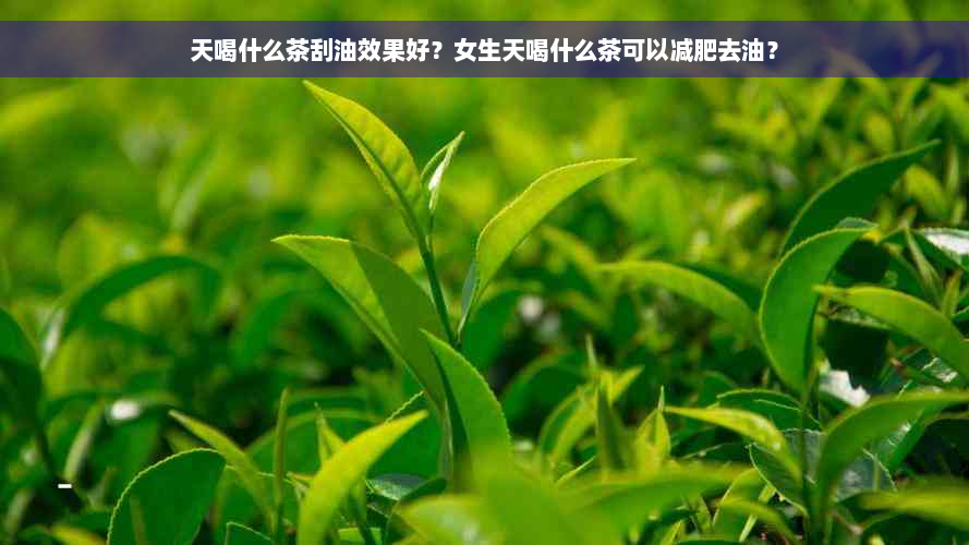 天喝什么茶刮油效果好？女生天喝什么茶可以减肥去油？