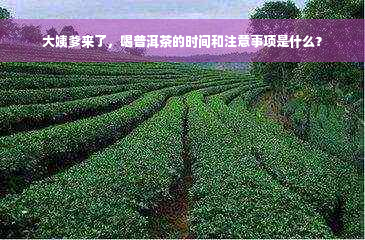 大姨爹来了，喝普洱茶的时间和注意事项是什么？