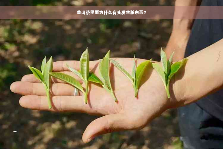 普洱茶里面为什么有头发丝脏东西？