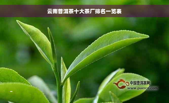 云南普洱茶十大茶厂排名一览表