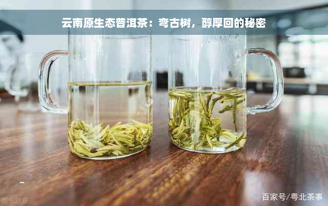 云南原生态普洱茶：弯古树，醇厚回的秘密