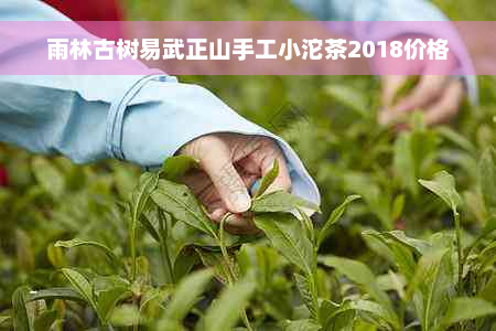 雨林古树易武正山手工小沱茶2018价格