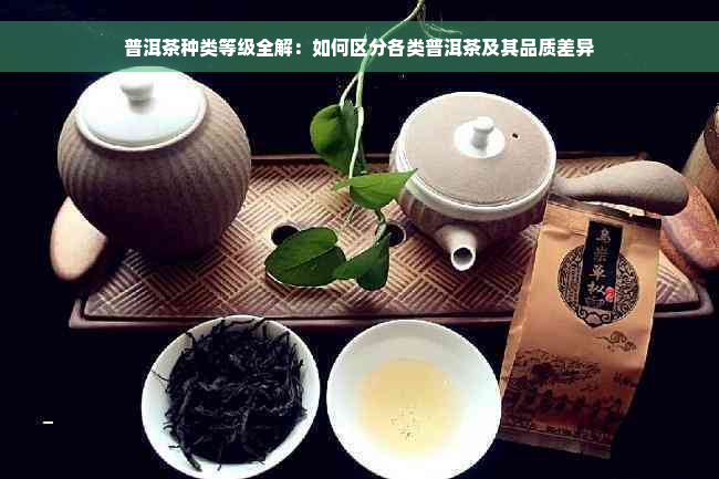 普洱茶种类等级全解：如何区分各类普洱茶及其品质差异