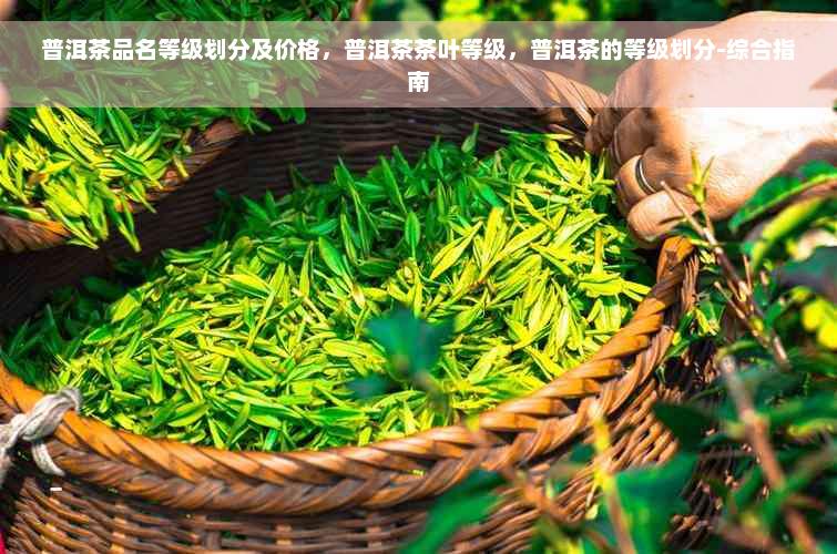 普洱茶品名等级划分及价格，普洱茶茶叶等级，普洱茶的等级划分-综合指南