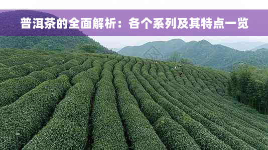 普洱茶的全面解析：各个系列及其特点一览