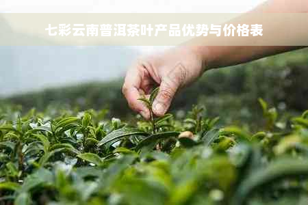 七彩云南普洱茶叶产品优势与价格表