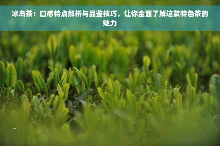 冰岛茶：口感特点解析与品鉴技巧，让你全面了解这款特色茶的魅力