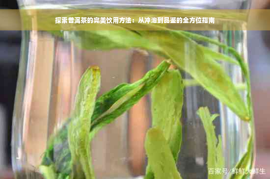 探索普洱茶的完美饮用方法：从冲泡到品鉴的全方位指南