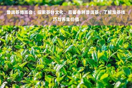 普洱茶博览会：探索茶叶文化、品鉴各种普洱茶、了解泡茶技巧与养生价值