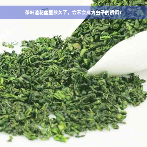 茶叶渣花盆里放久了，会不会成为虫子的诱饵？