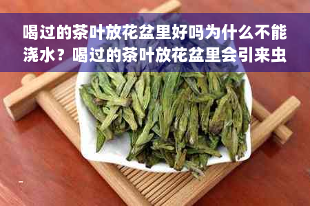 喝过的茶叶放花盆里好吗为什么不能浇水？喝过的茶叶放花盆里会引来虫子吗？